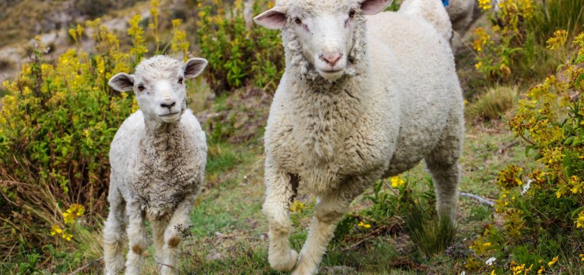 Feed my sheep: the second level of liturgical participation