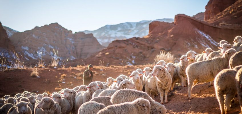 Choosing your shepherd